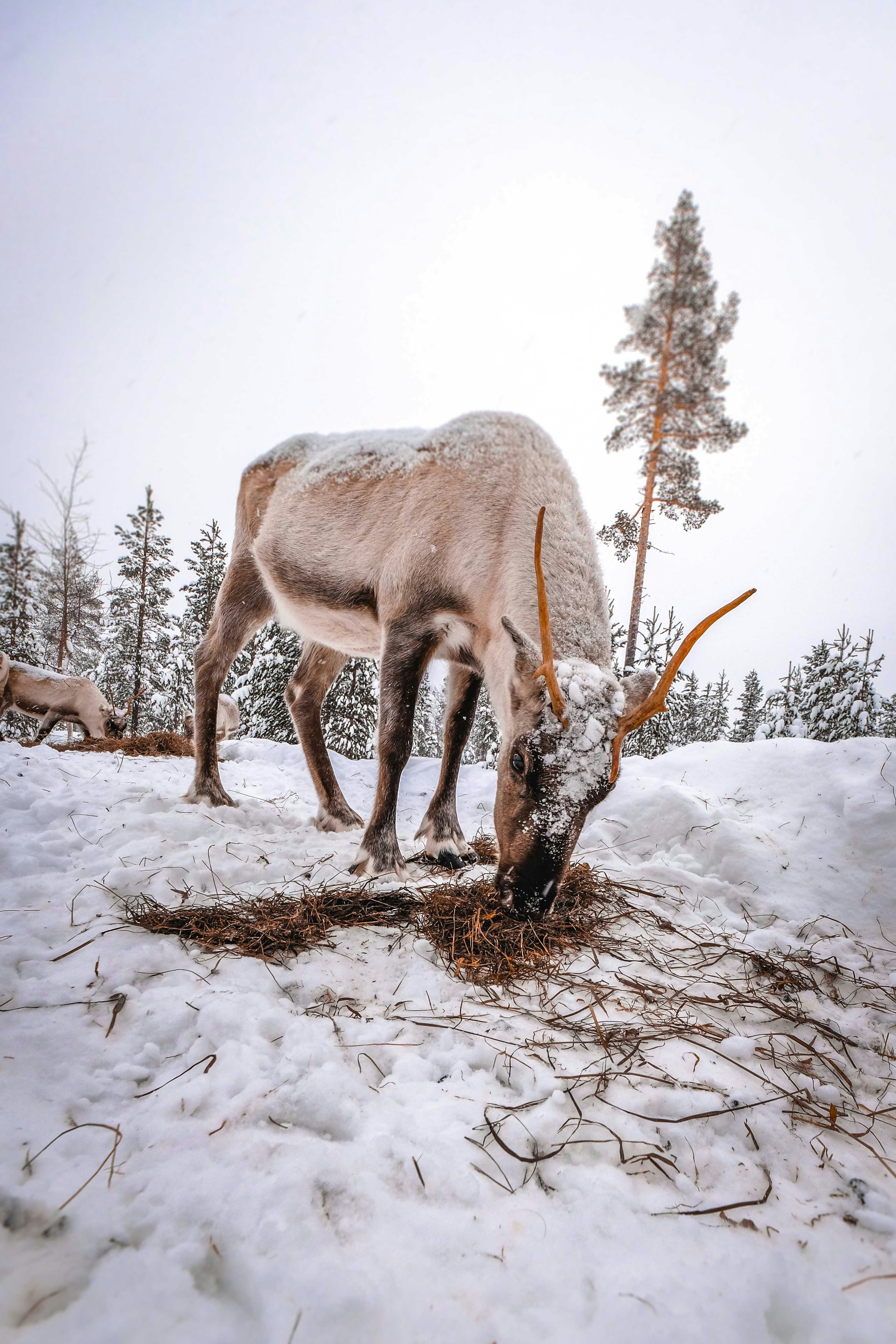 brown deer on snow covered ground during daytime